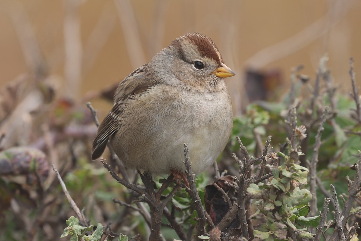 Dachsammer (pugetensis) - ML645112815