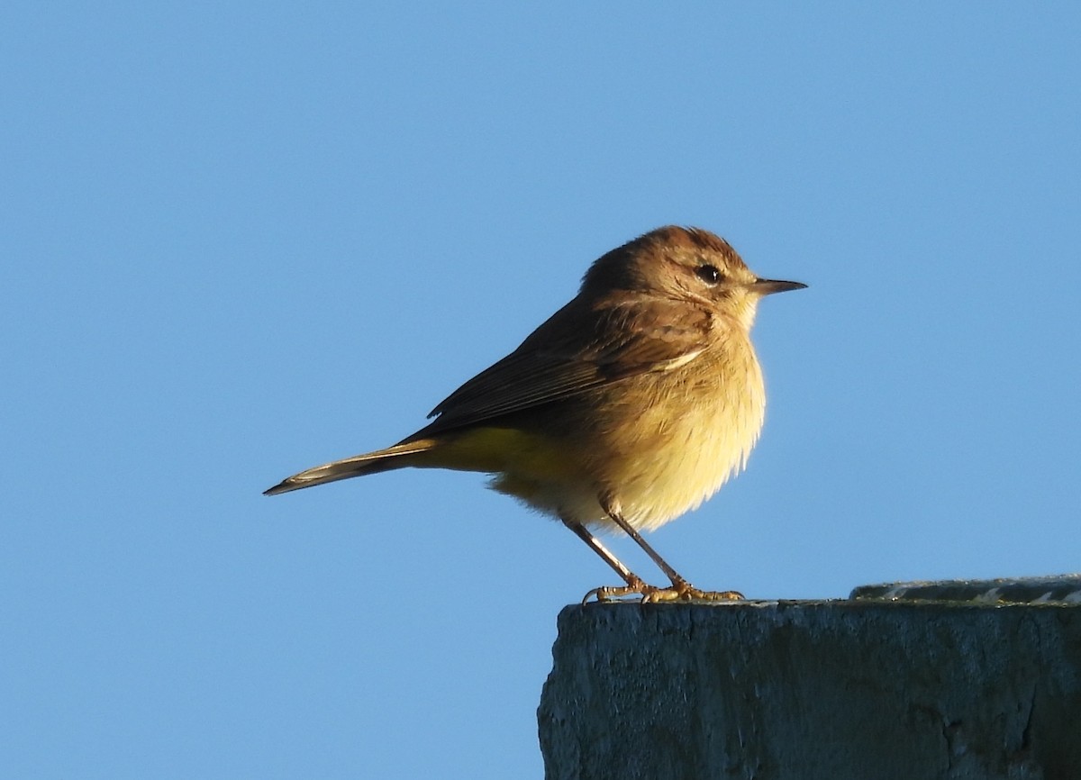 Palmenwaldsänger - ML645112816