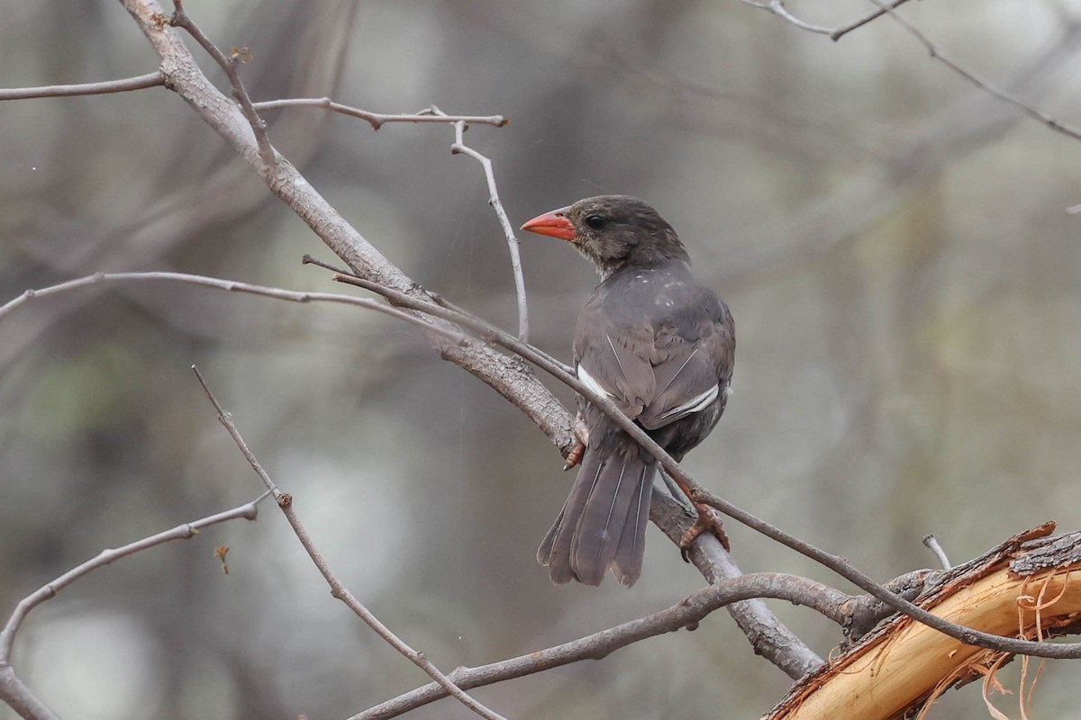 Büffelweber - ML645112817