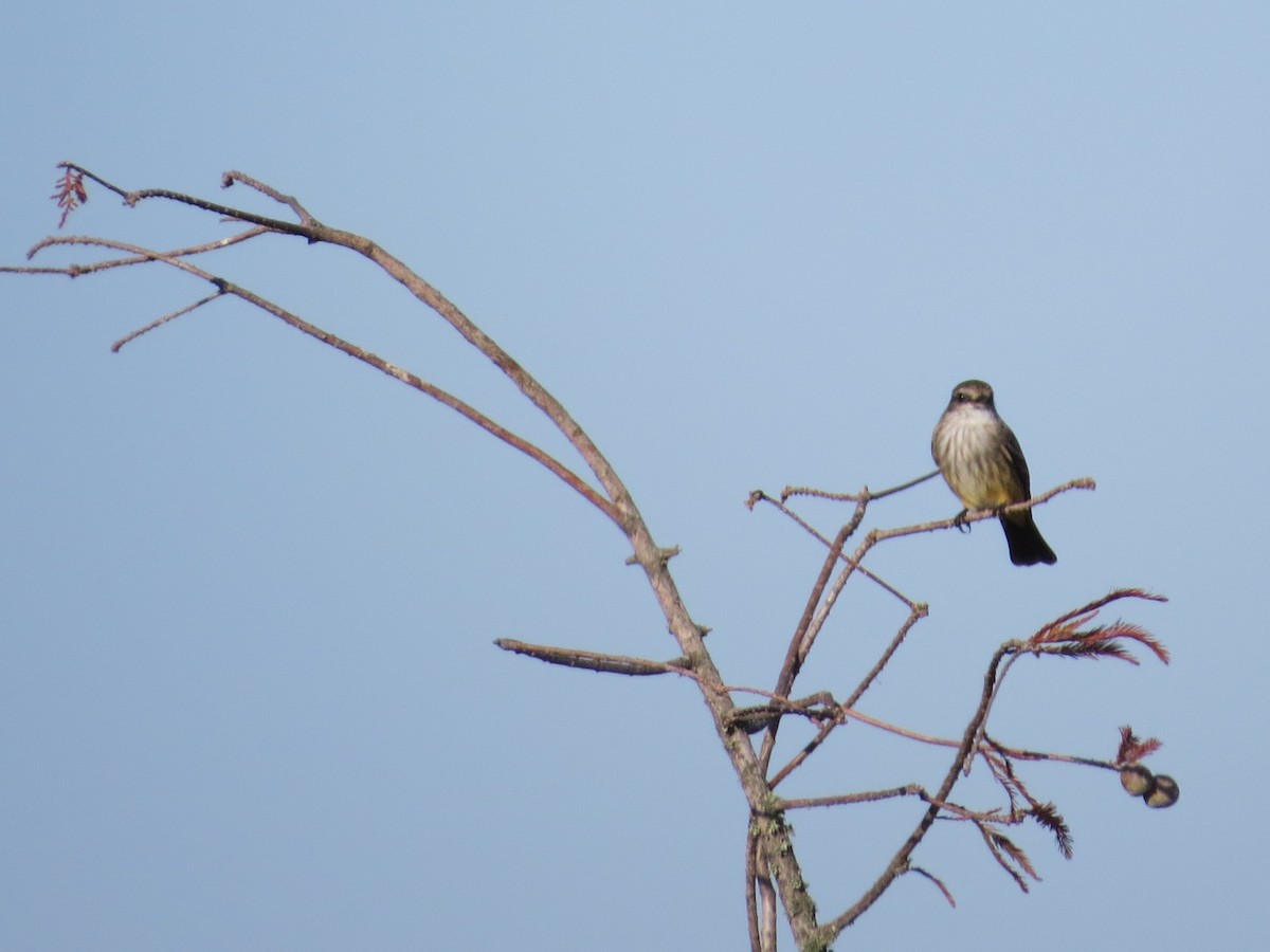 Rubintyrann - ML645112818