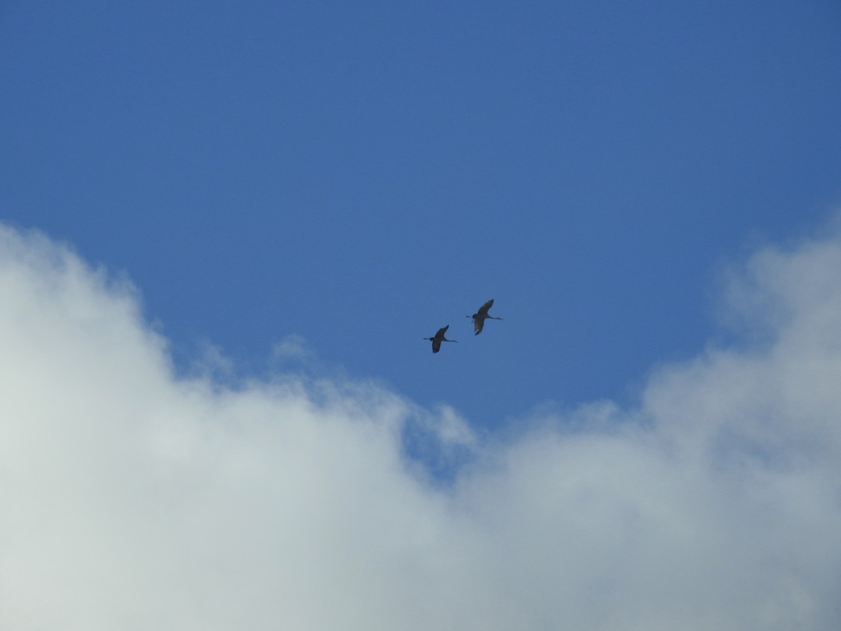 Sandhill Crane - ML645112819