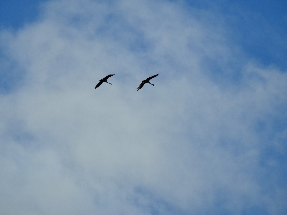 Sandhill Crane - ML645112820