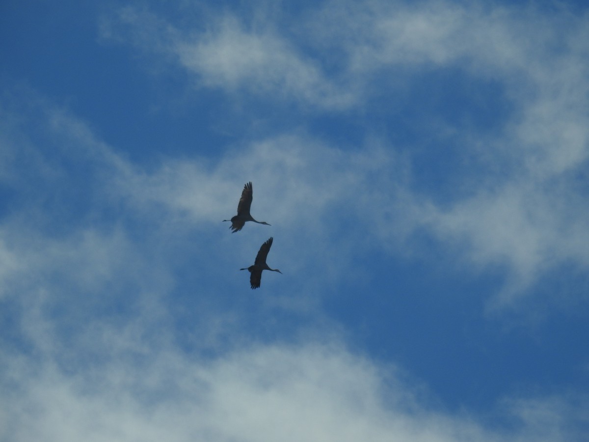 Sandhill Crane - ML645112821