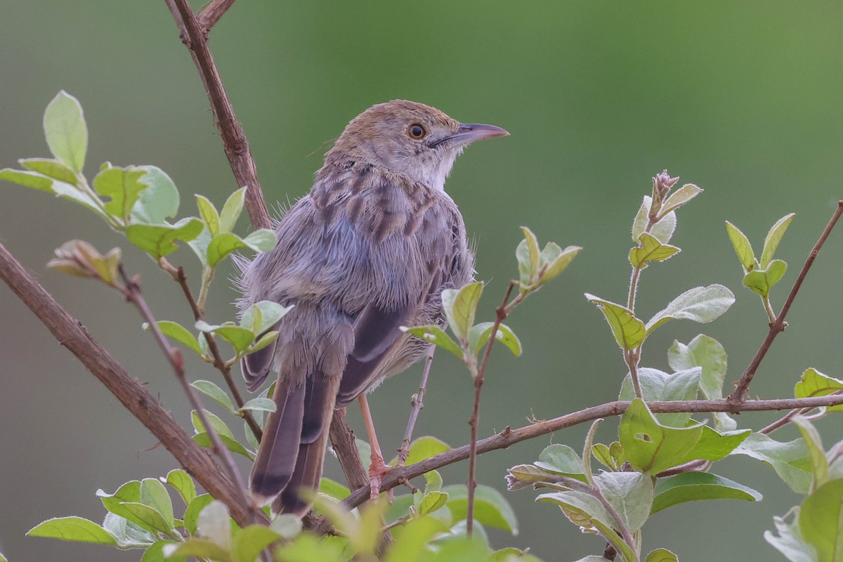 Rotgesicht-Zistensänger - ML645112823