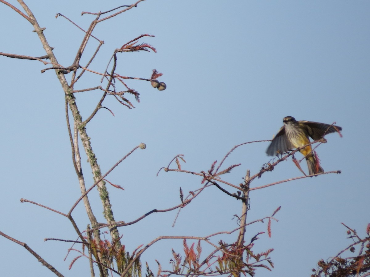 Rubintyrann - ML645112824