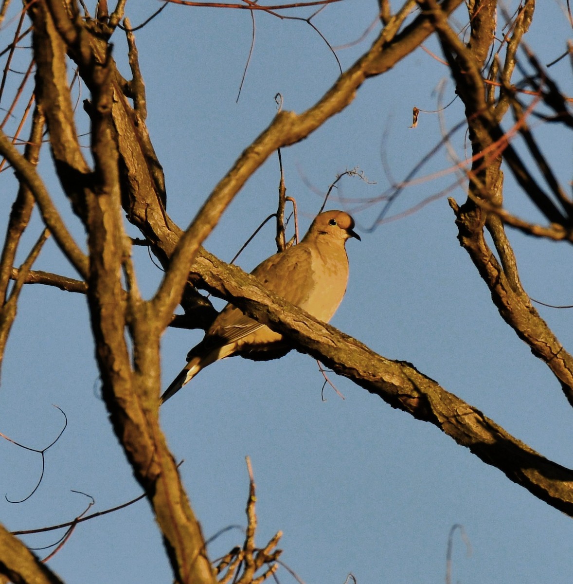 Carolinataube - ML645112825