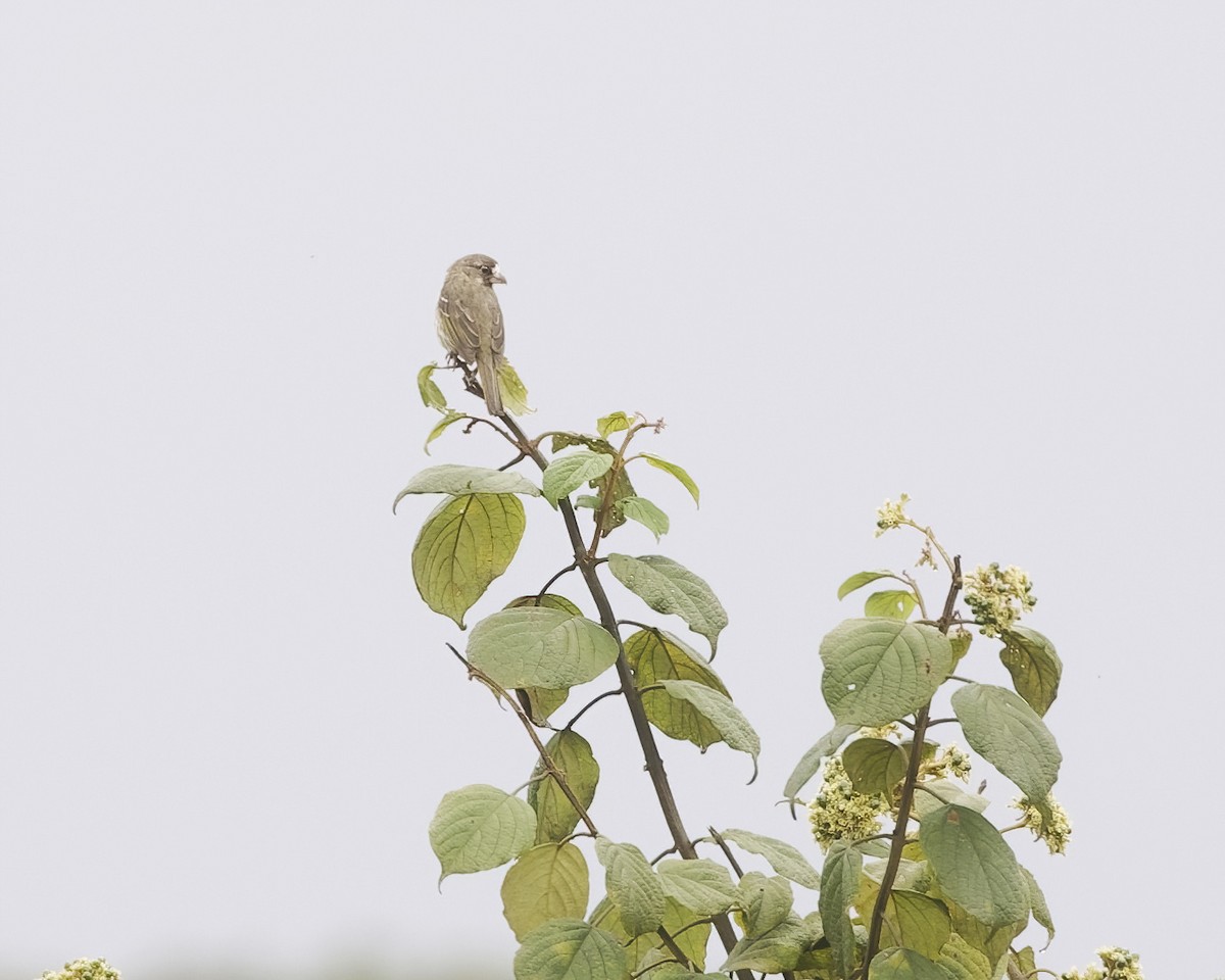 Dickschnabelgirlitz - ML645112826