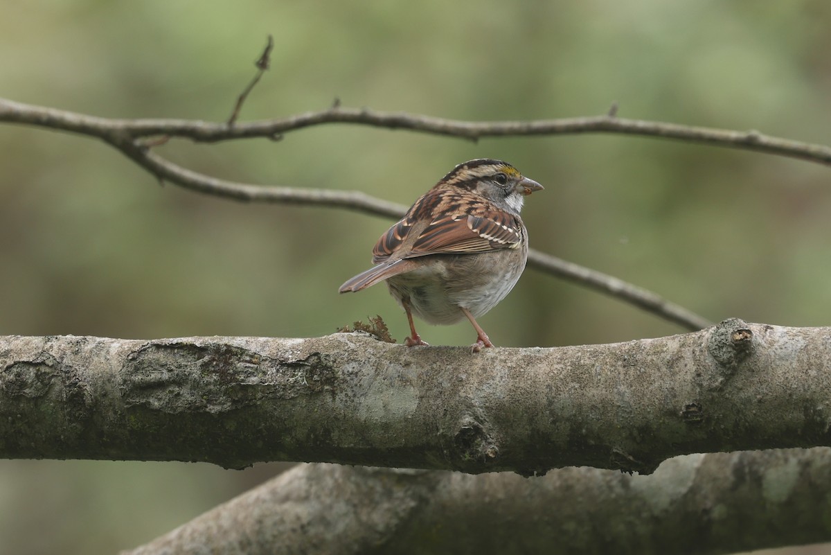 Weißkehlammer - ML645112827