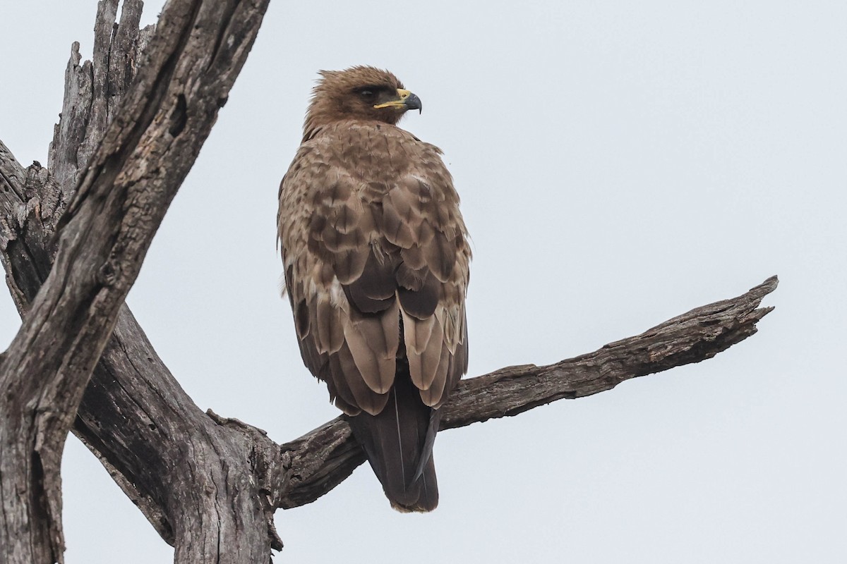 Silberadler - ML645112828