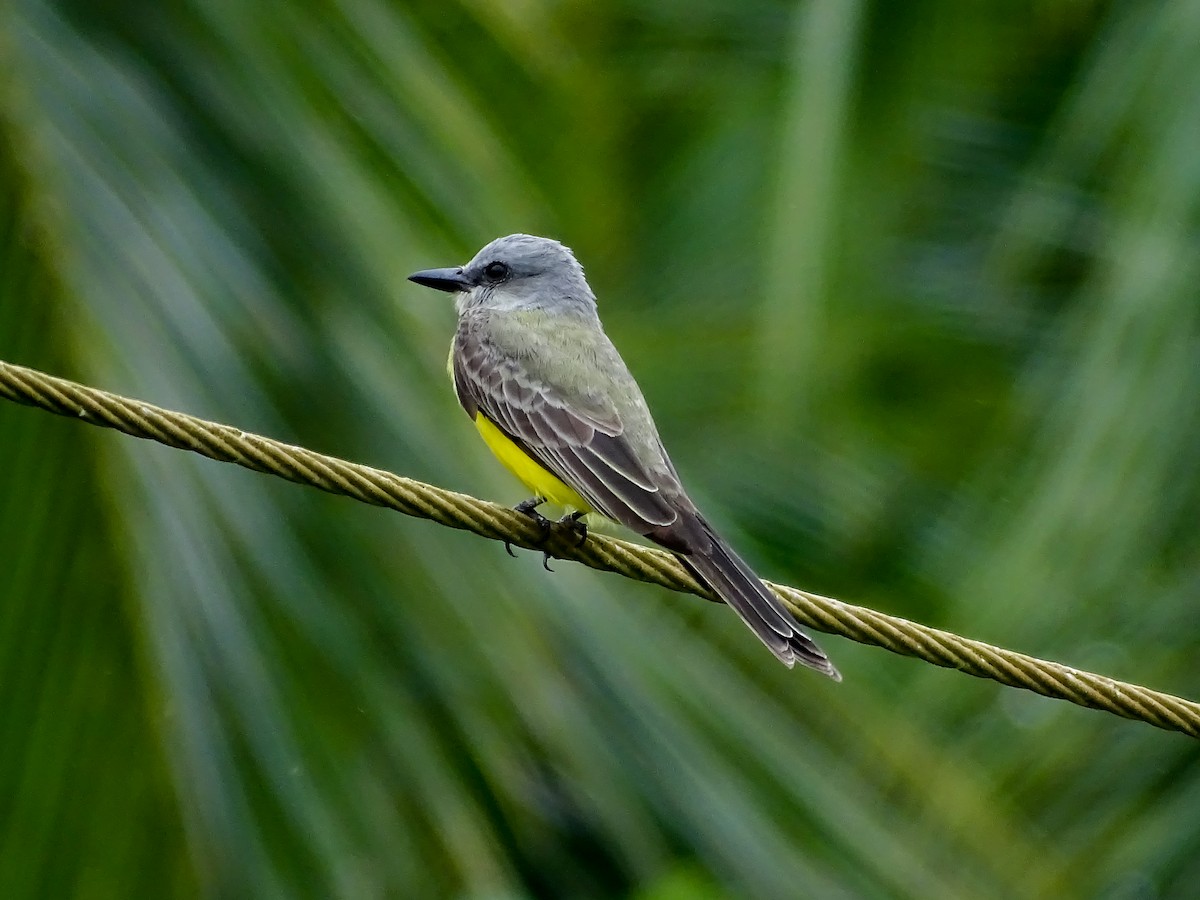 Trauerkönigstyrann - ML645112829