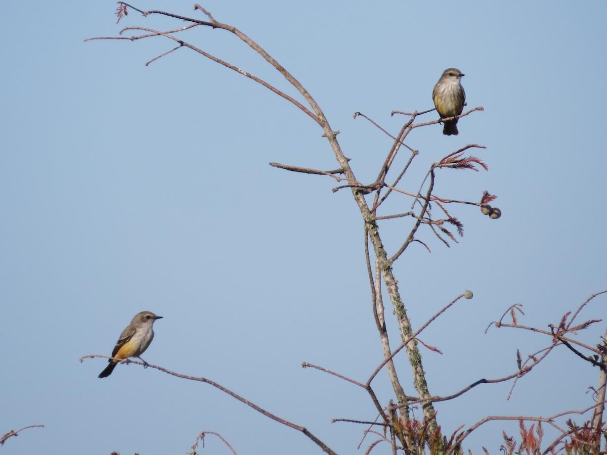 Rubintyrann - ML645112830