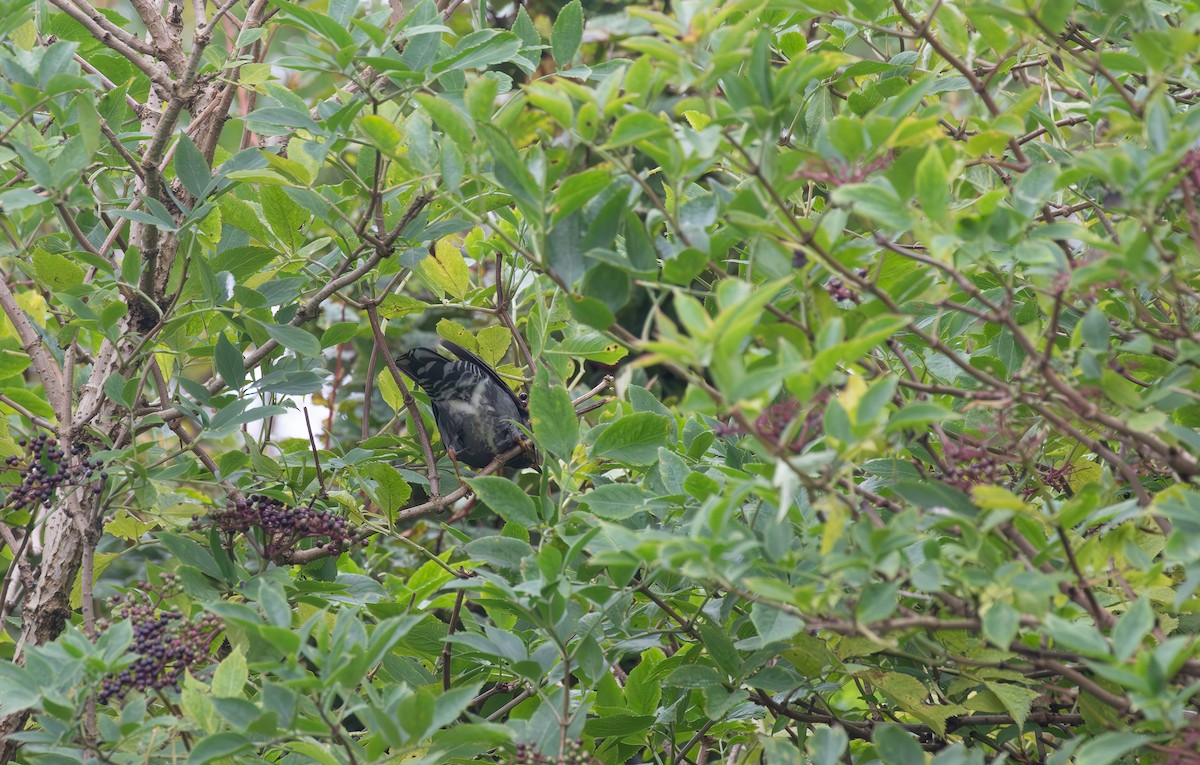 Siberian Thrush - ML645112833