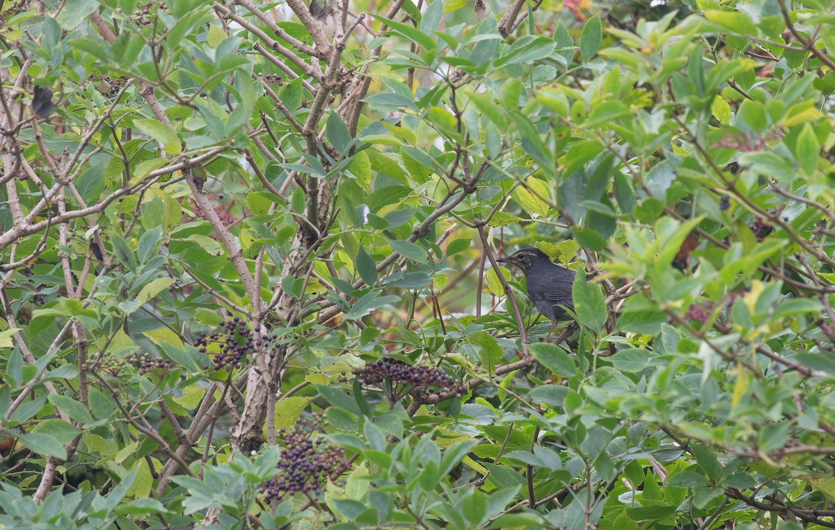 Siberian Thrush - ML645112834