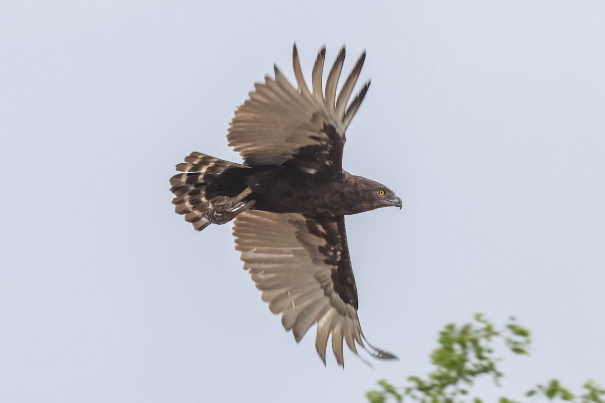 Einfarb-Schlangenadler - ML645112835