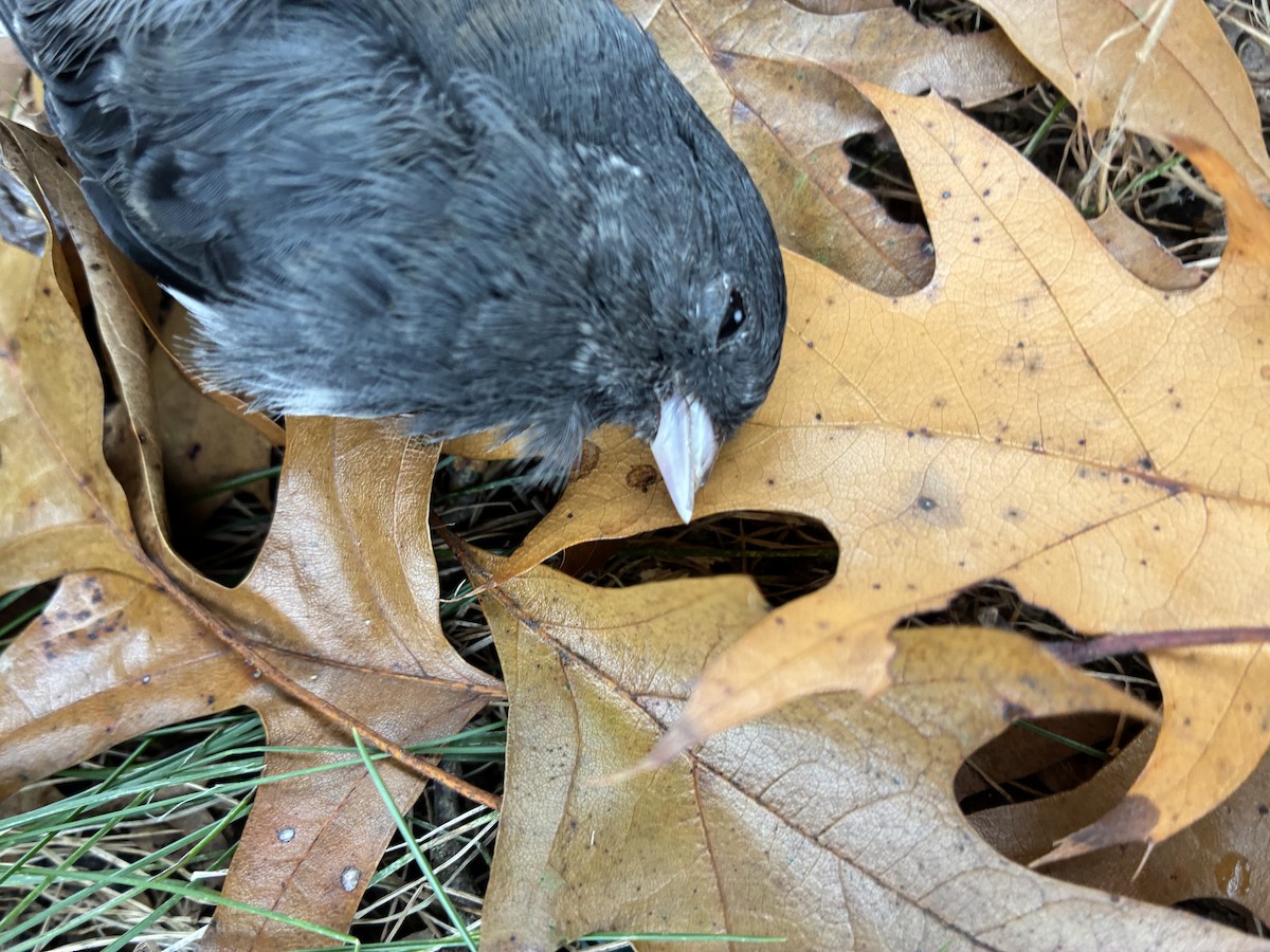 Dark-eyed Junco - ML645112836