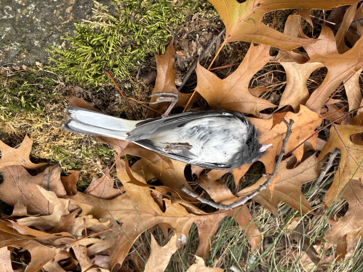 Dark-eyed Junco - ML645112837