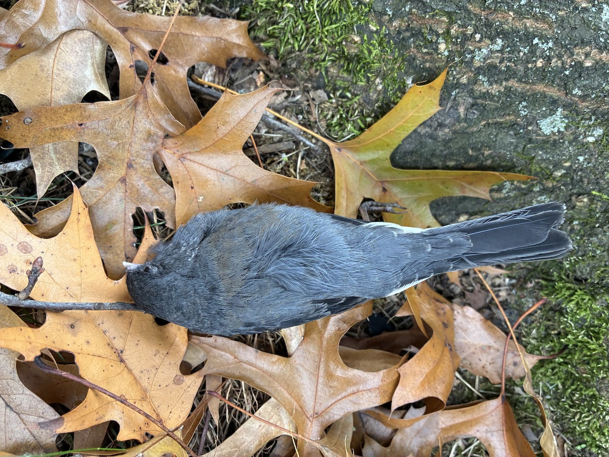 Dark-eyed Junco - ML645112838