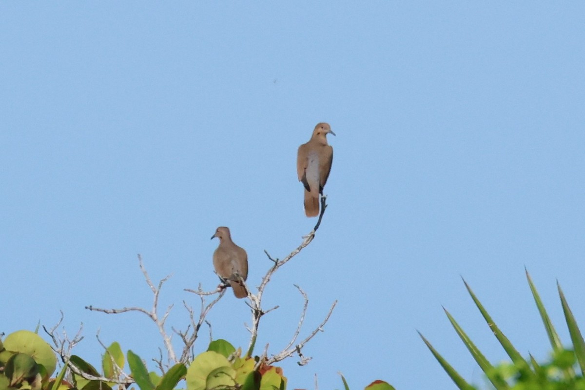 Zenaida Dove - ML645112851