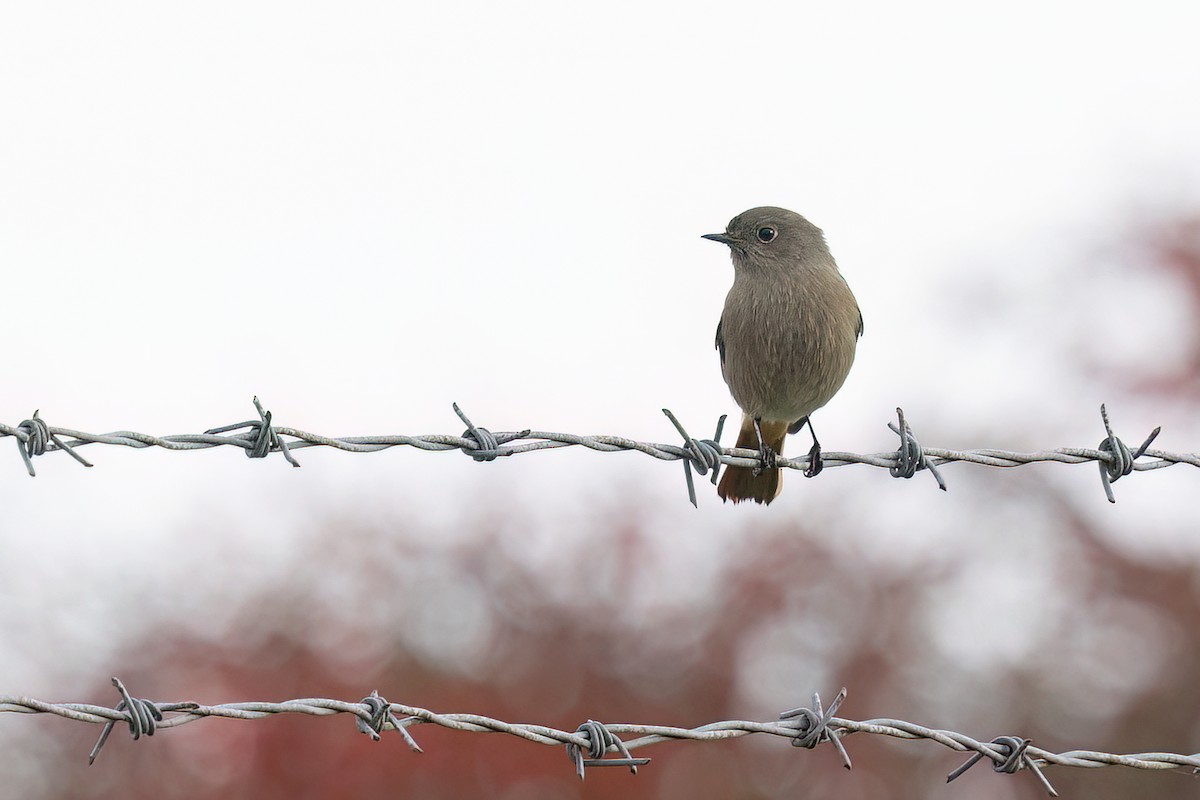 rehek domácí (ssp. gibraltariensis/aterrimus) - ML645112852