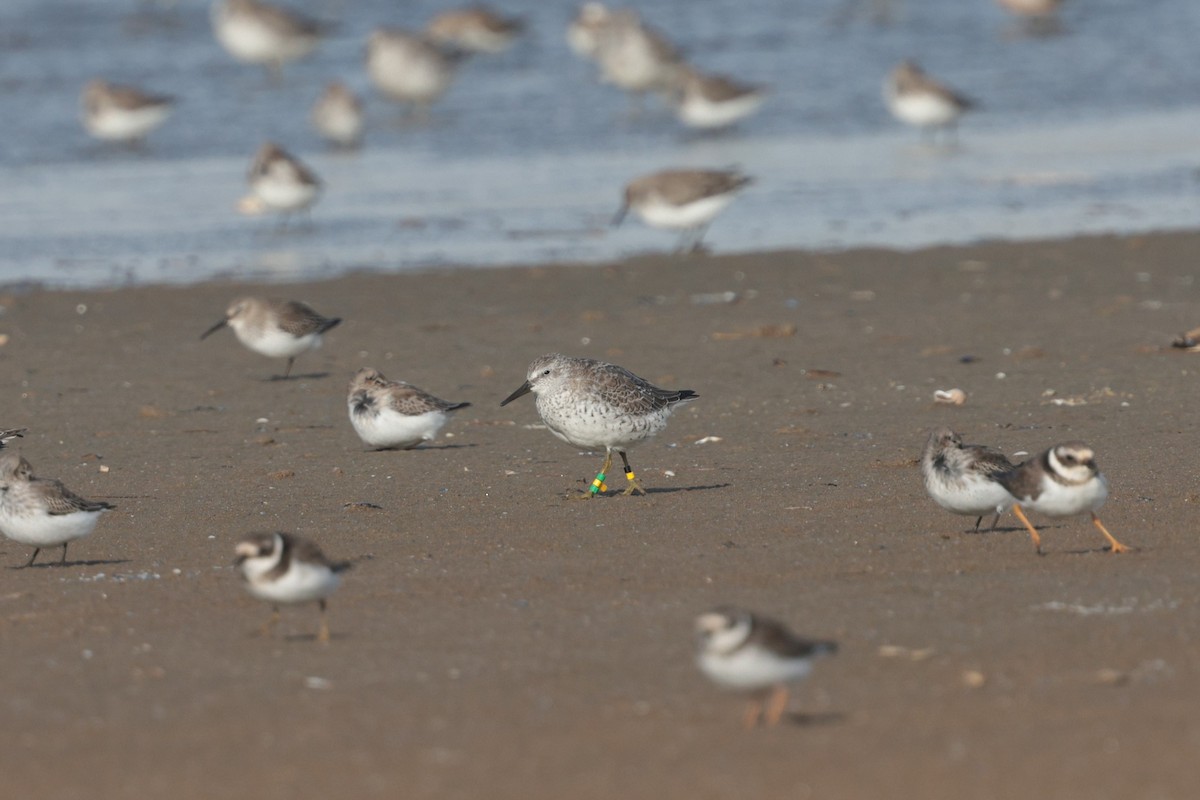 Red Knot - ML645112863