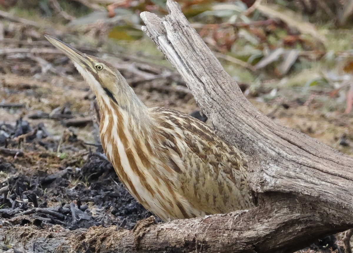 Amerika Balabanı - ML645112873