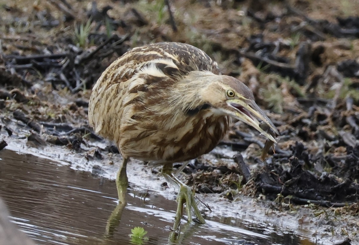 Amerika Balabanı - ML645112874