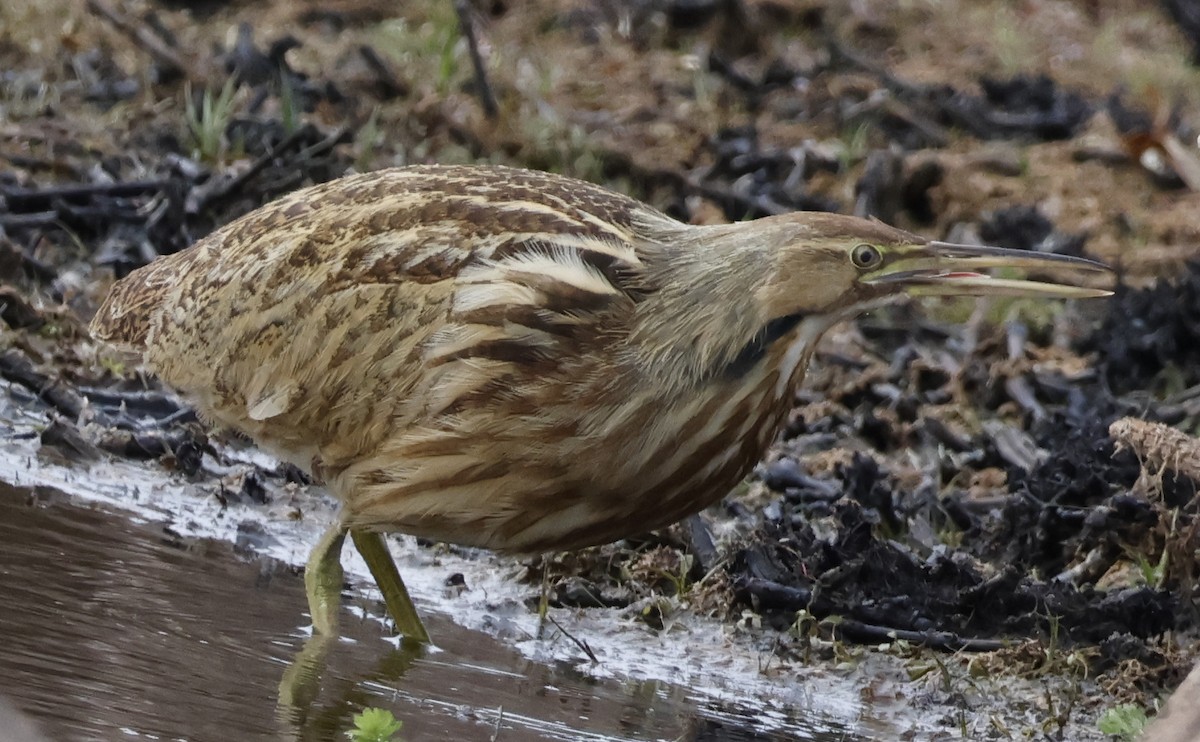 Amerika Balabanı - ML645112875