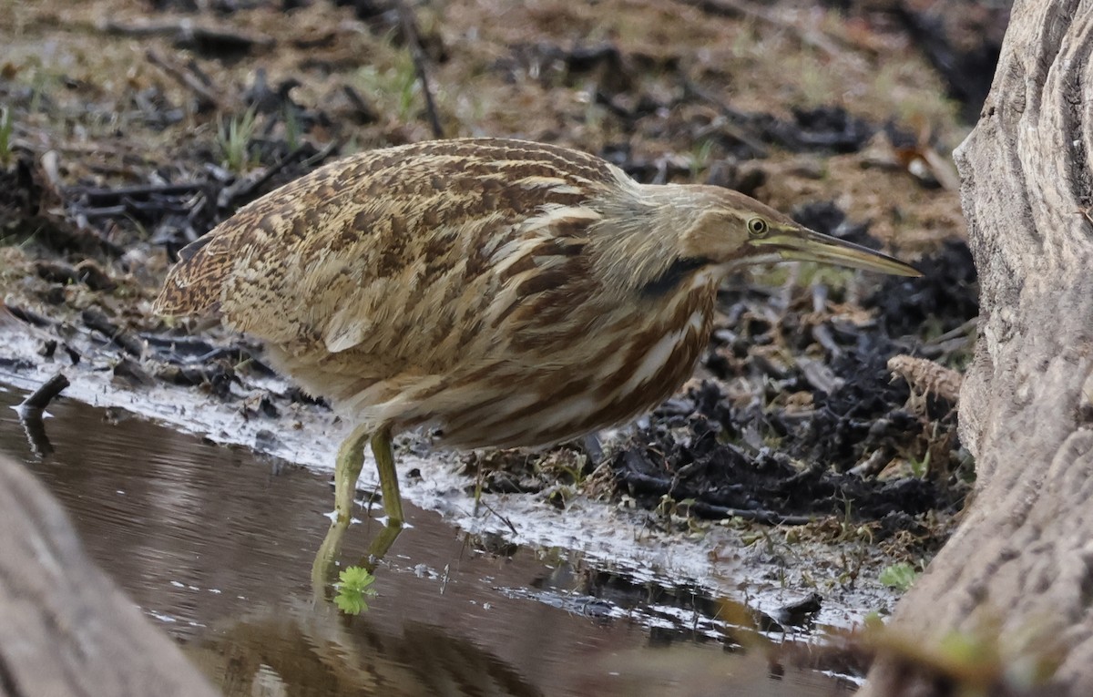 Amerika Balabanı - ML645112876