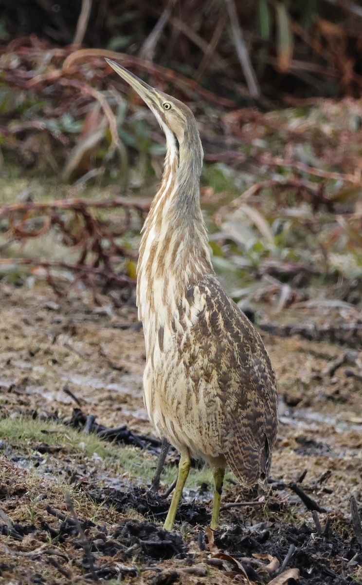 Amerika Balabanı - ML645112877