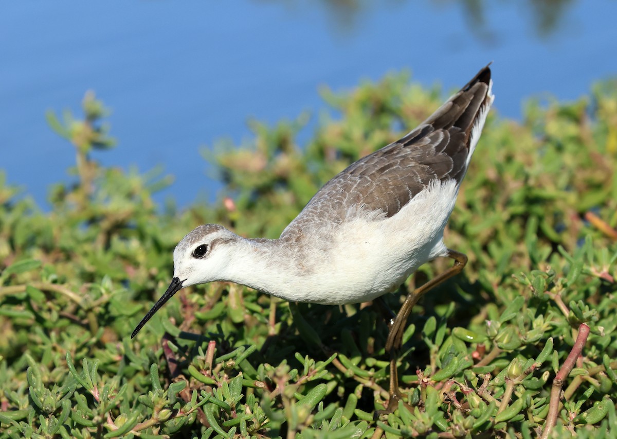 Wilson's Phalarope - ML645112879