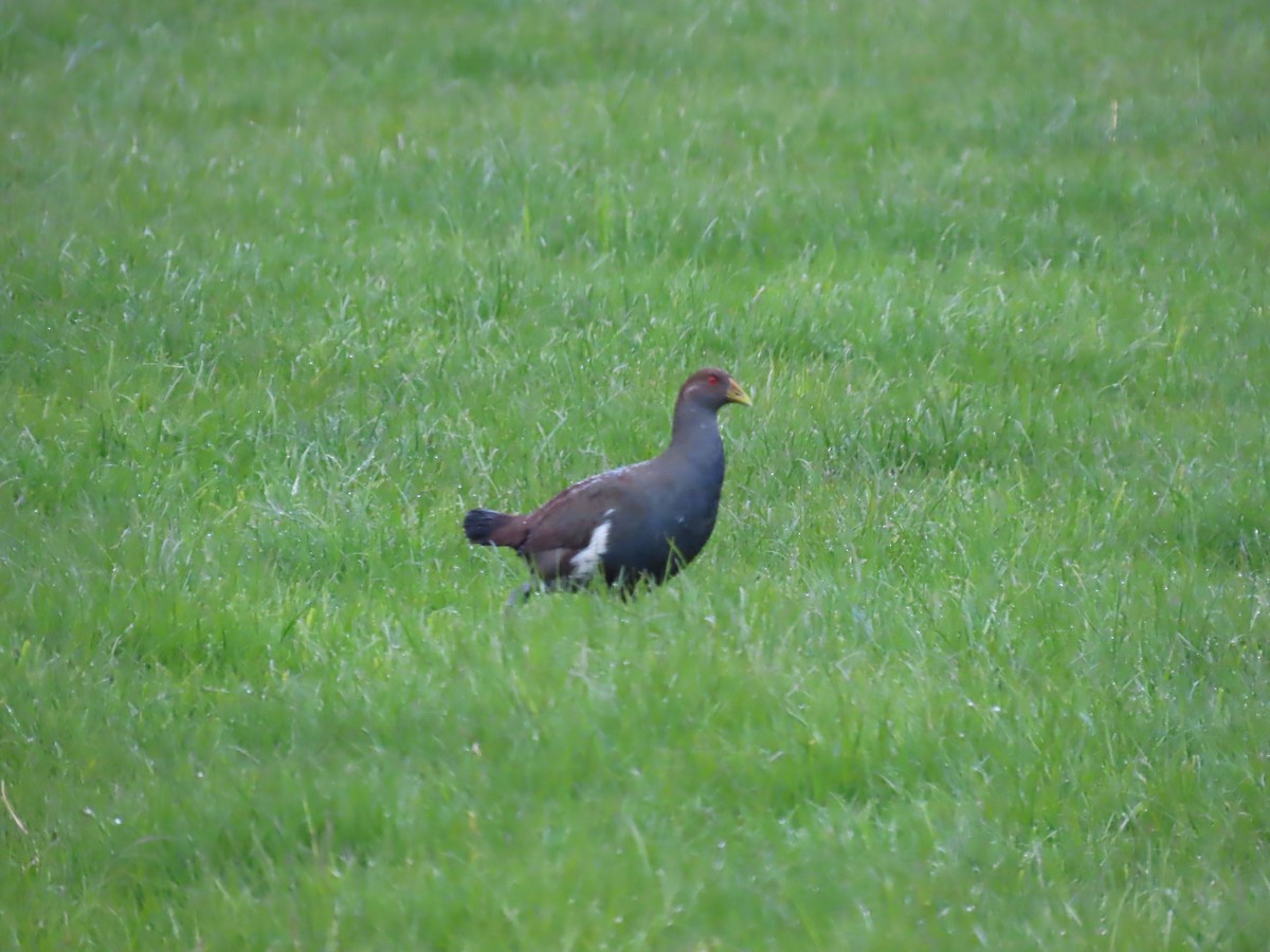 Tasmanian Nativehen - ML645112882