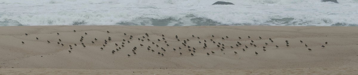 European Golden-Plover - ML645112890