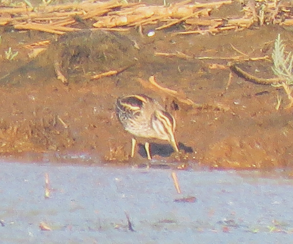 Jack Snipe - ML645112891