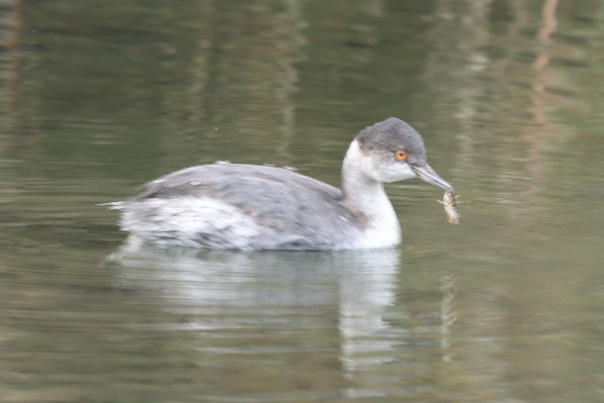 Eared Grebe - ML645112893