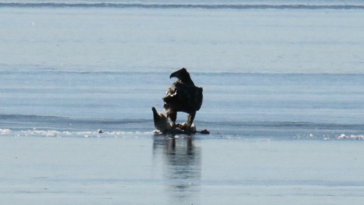 Bald Eagle - ML645112898