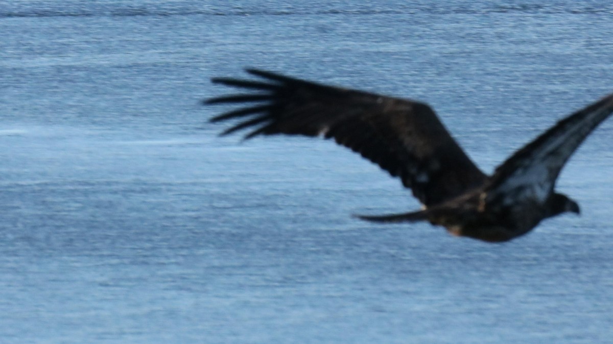 Bald Eagle - ML645112899