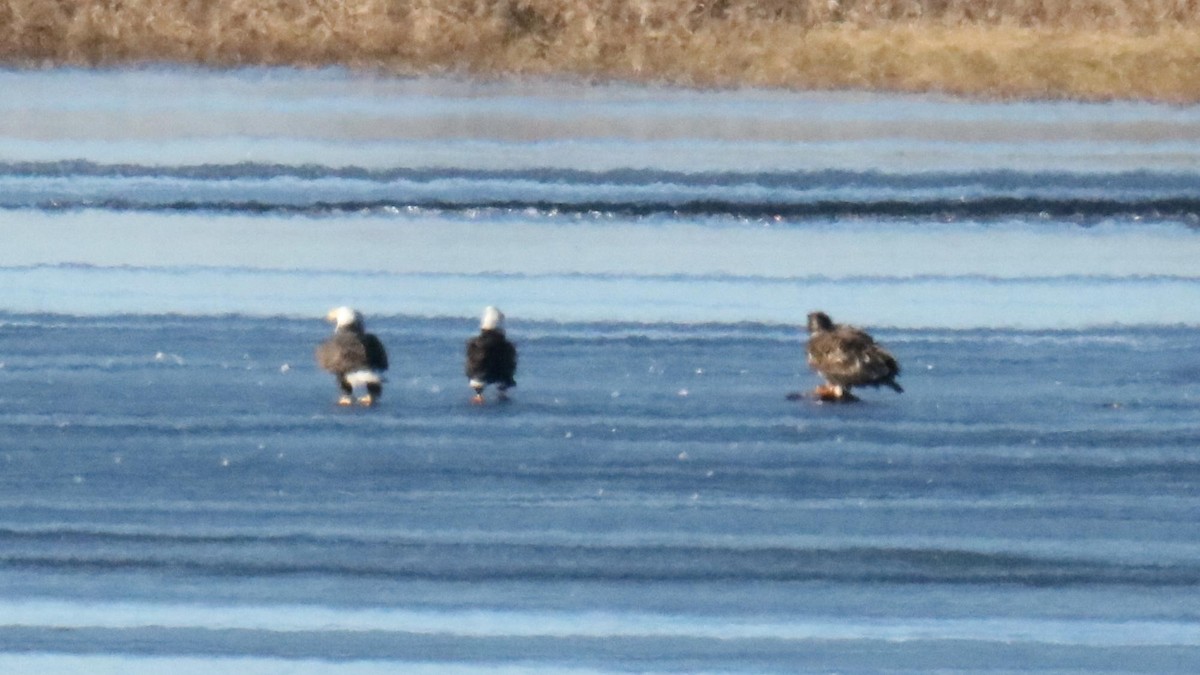 Bald Eagle - ML645112900