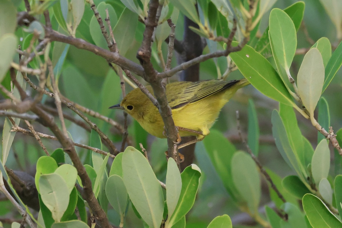 Mangrove Yellow Warbler (Mexican) - ML645112902