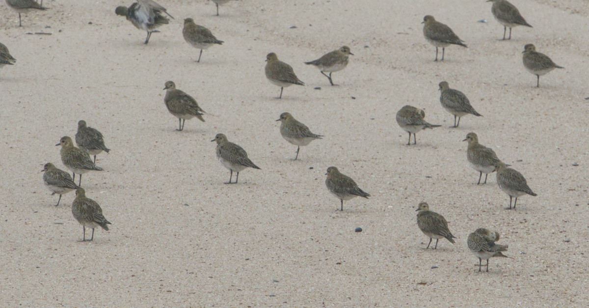 European Golden-Plover - ML645112910