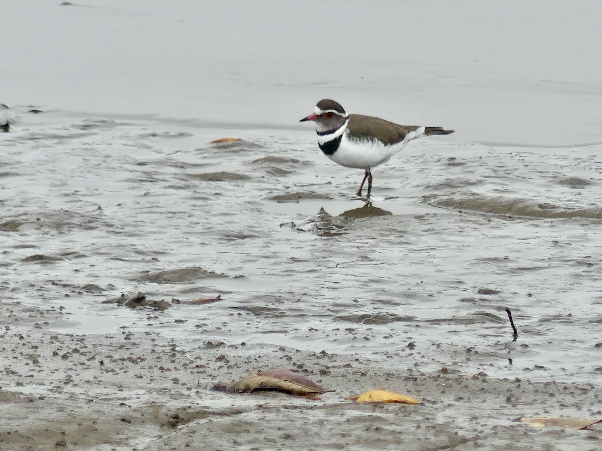 Three-banded Plover (African) - ML645112912
