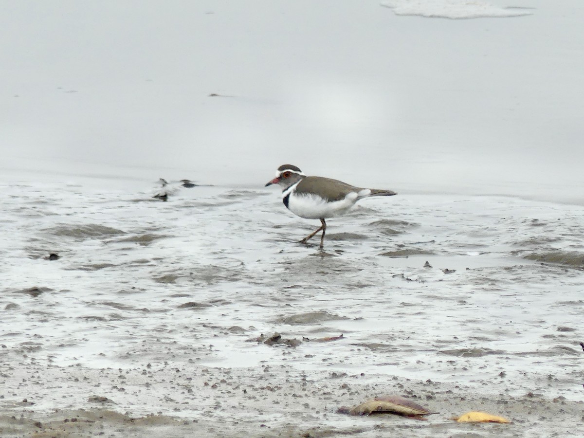 Three-banded Plover (African) - ML645112913