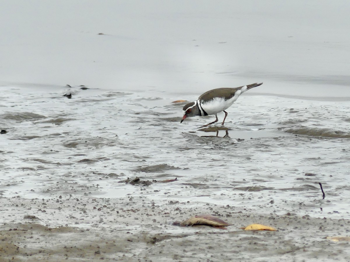 Three-banded Plover (African) - ML645112914