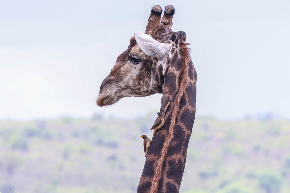 Yellow-billed Oxpecker - ML645112915