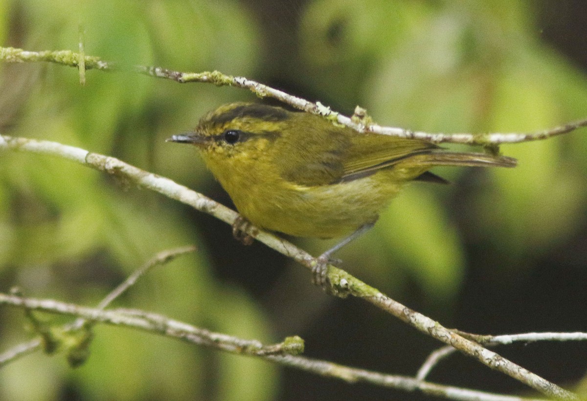 Mountain Leaf Warbler - ML645112921