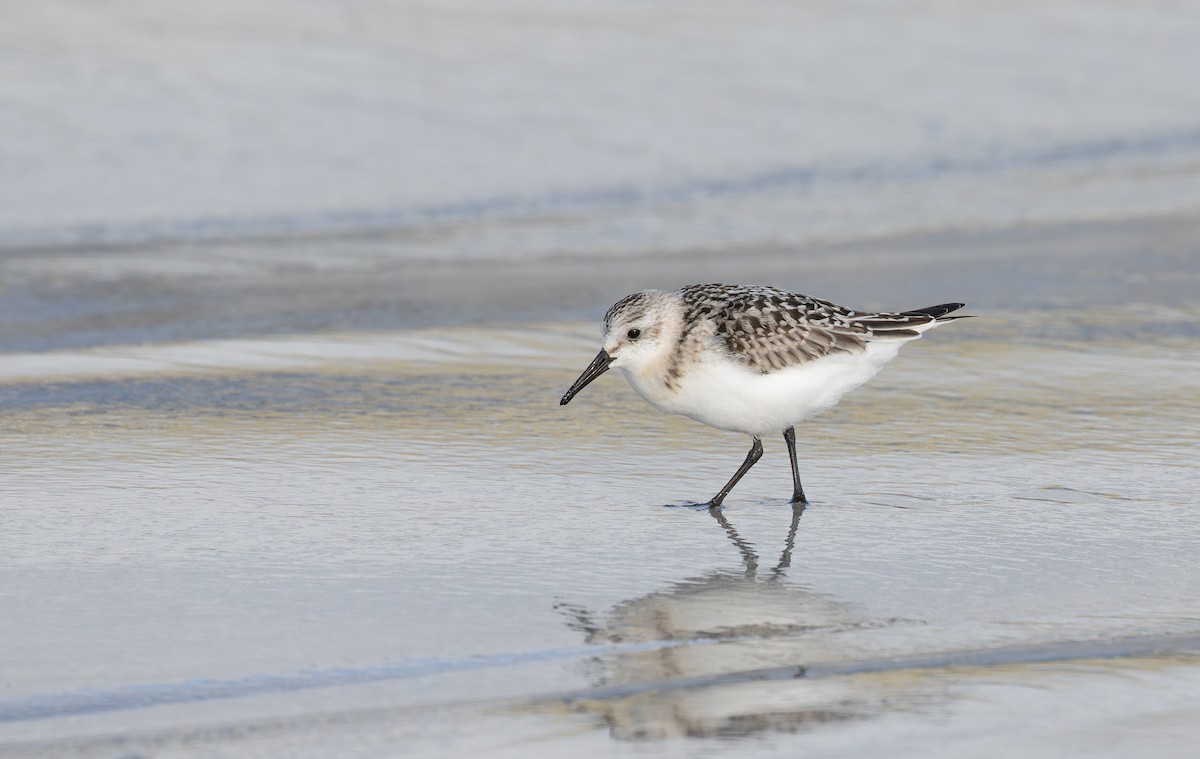 Sanderling - ML645112926