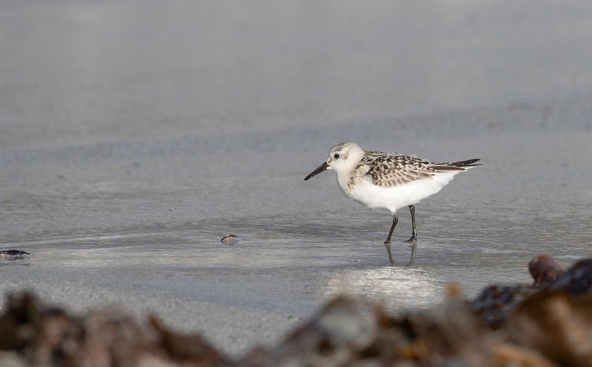 Sanderling - ML645112927