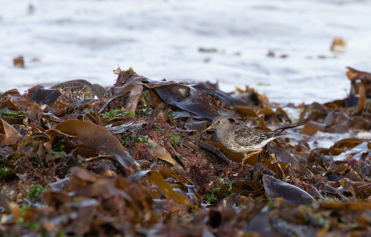 Purple Sandpiper - ML645112935