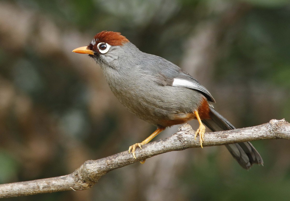 Garrulaxe mitré - ML645112942