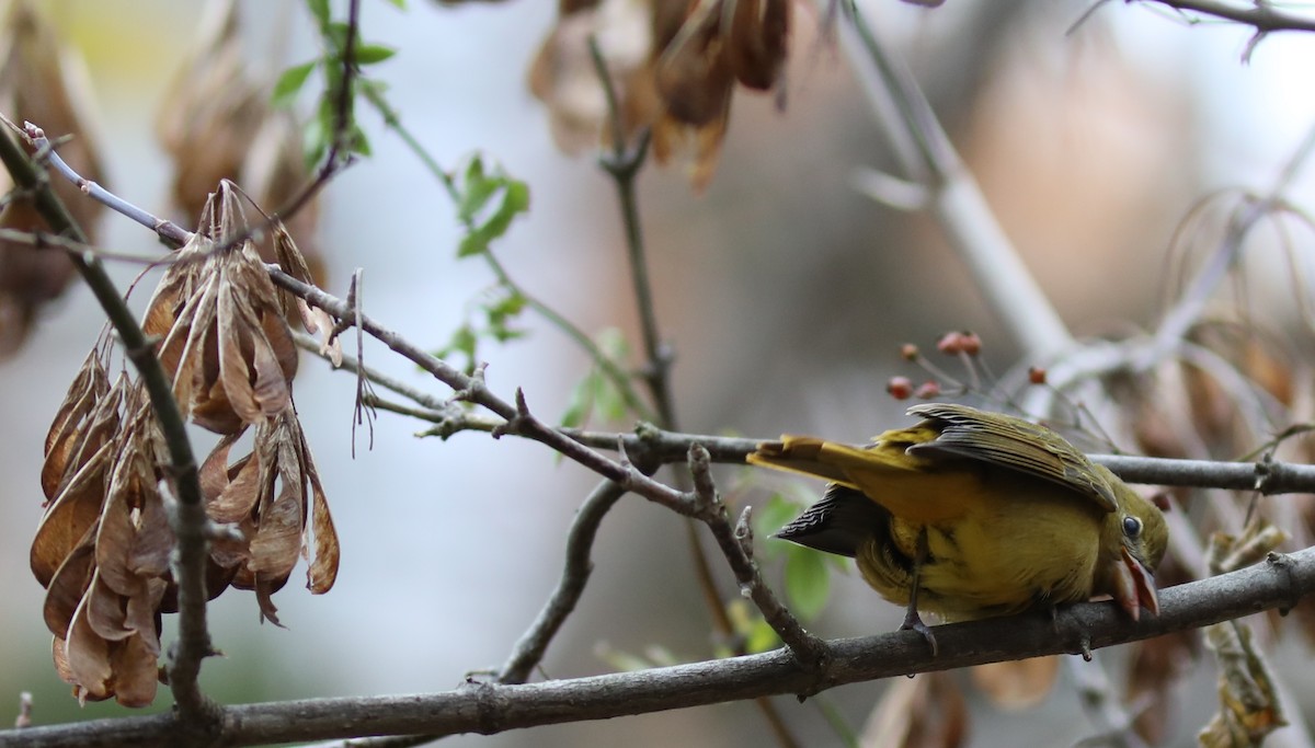 Summer Tanager - ML645112946