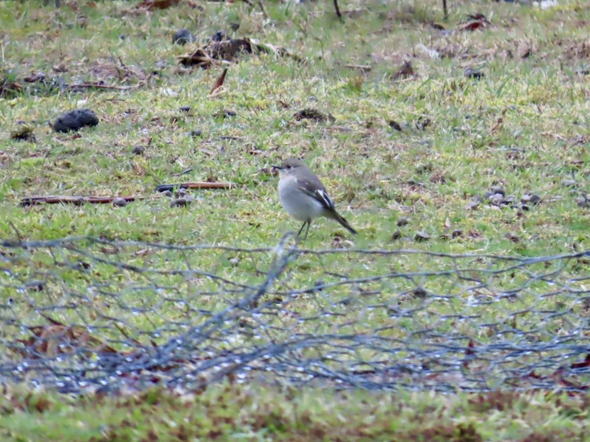 Flame Robin - ML645112947